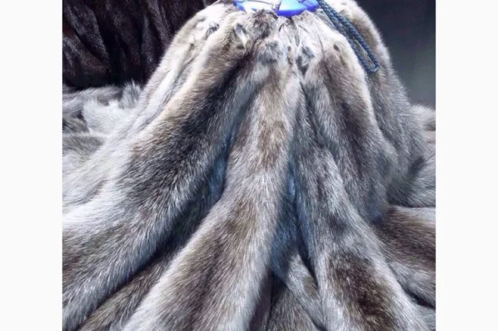 Шкурки соболя- фото № 2