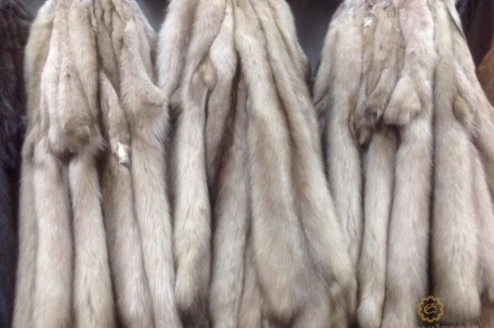 Шкурки соболя- фото № 3