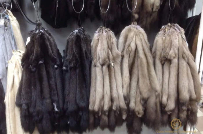 Шкурки соболя- фото № 4