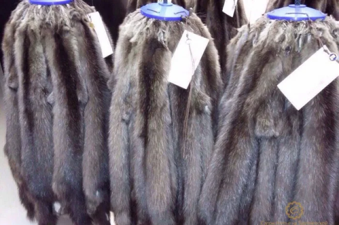 Шкурки соболя- фото № 5