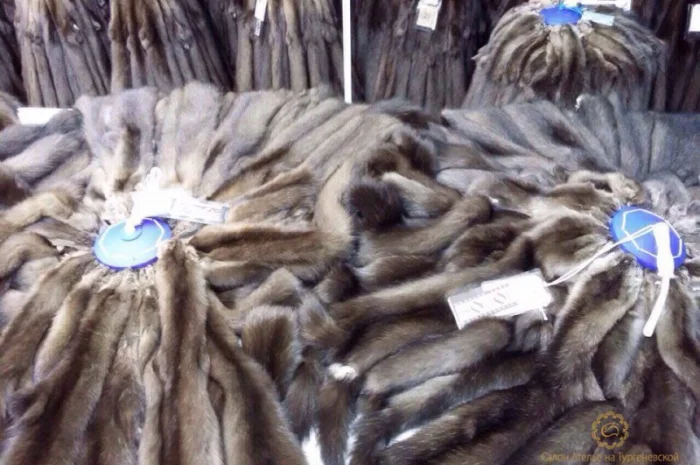 Шкурки соболя- фото № 6