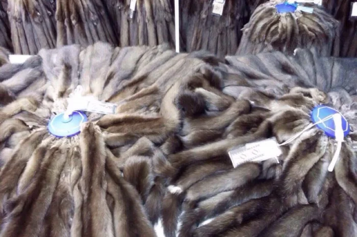 Шкурки соболя- фото № 9