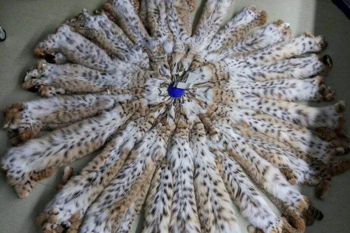 Продам шкуры рыси- фото № 1