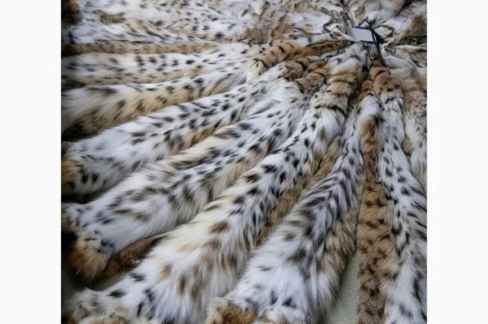 Продам шкуры рыси- фото № 2