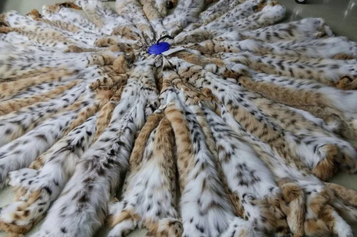 Продам шкуры рыси- фото № 3