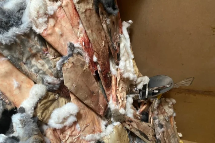 Куплю шкіри кролика- фото № 1