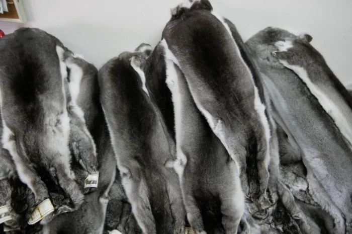 Куплю шкурки шиншил- фото № 1