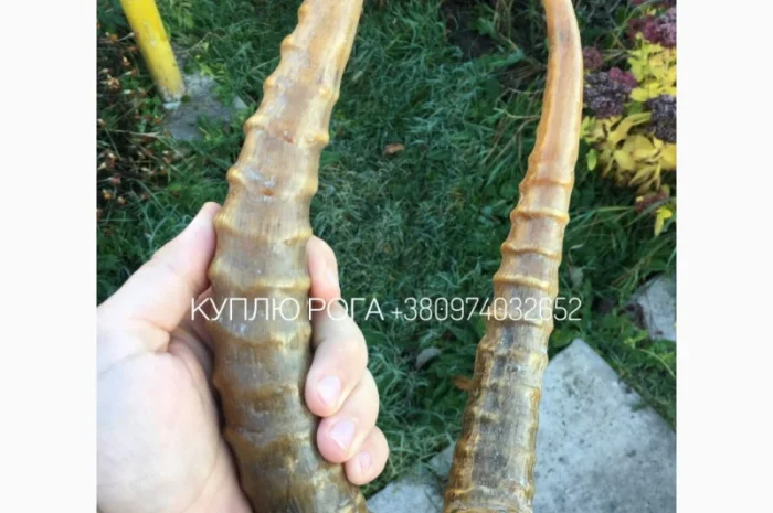 Рога сайгака- фото № 1