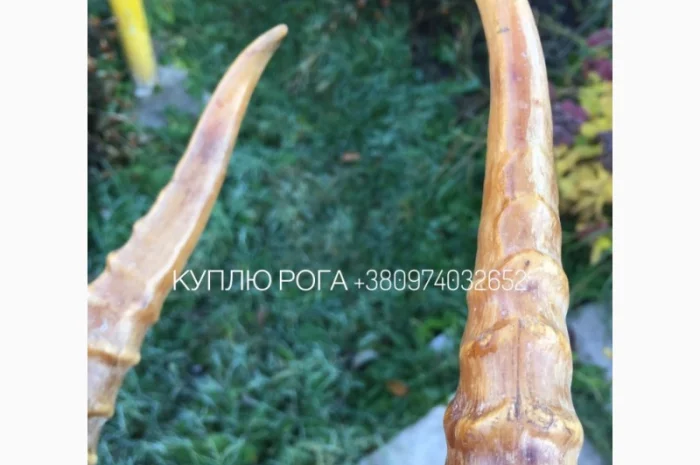 Рога сайгака- фото № 2