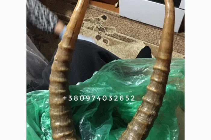 Рога сайгака- фото № 3