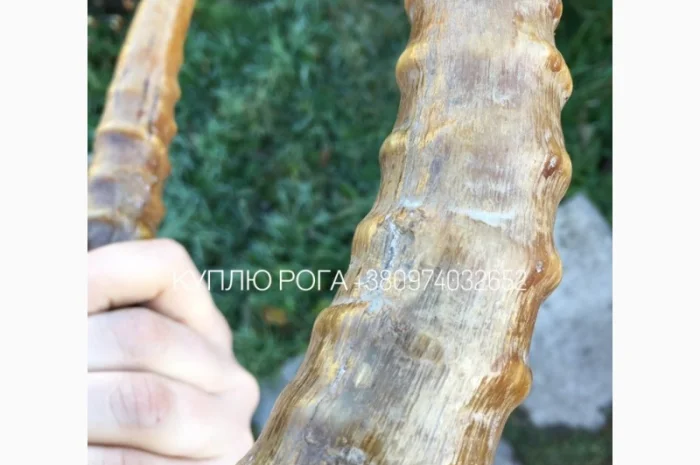 Рога сайгака- фото № 4