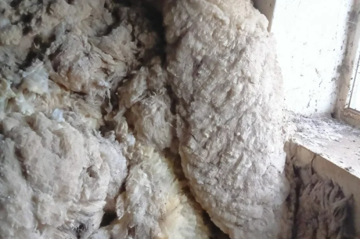 Продам овечью шерсть мереноса и цигая- фото № 1