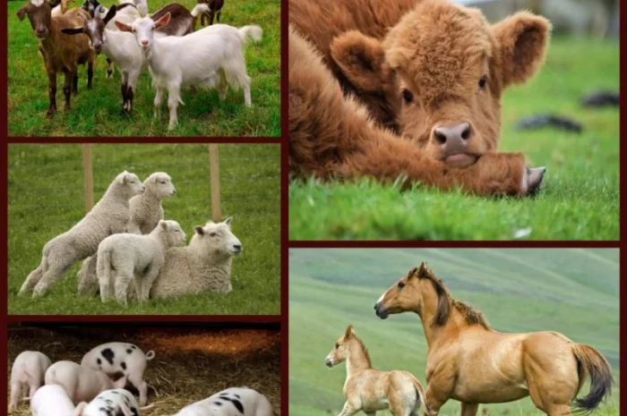 Афлуксид - антидиарейная кормовая добавка- фото № 1