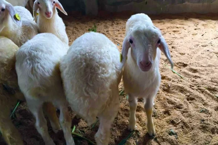 Несменяемая подстилка Нетто Пласт для животных, Акция 380 гр- фото № 4