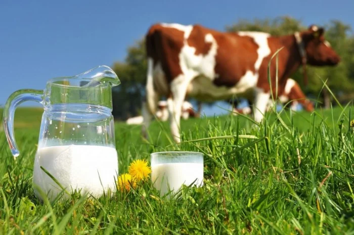 Свежайшее коровье молоко- фото № 1