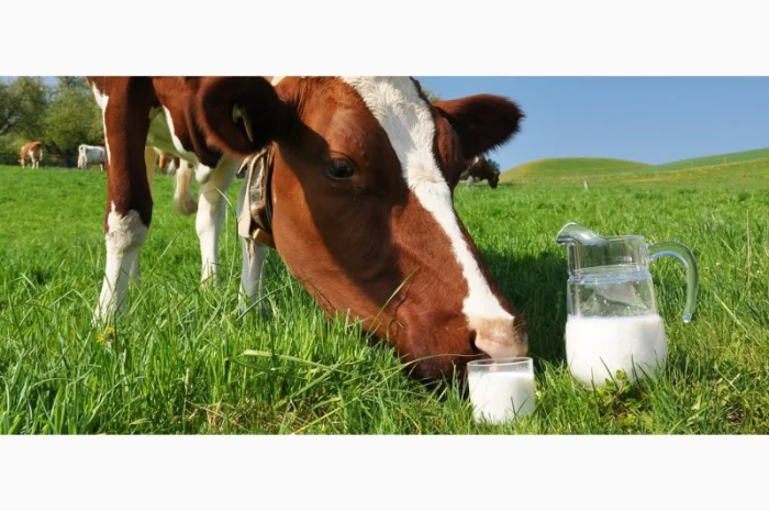 Оптовая реализация коровьего молока- фото № 1