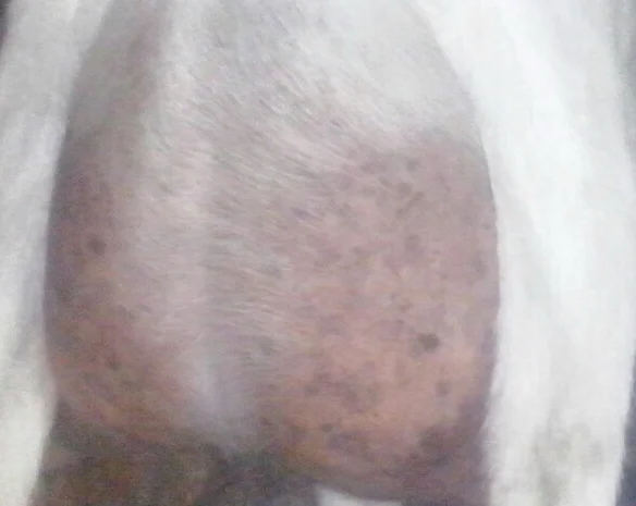 Продам Козье молоко, молозиво, сливки : зааненские породистые козы- фото № 5