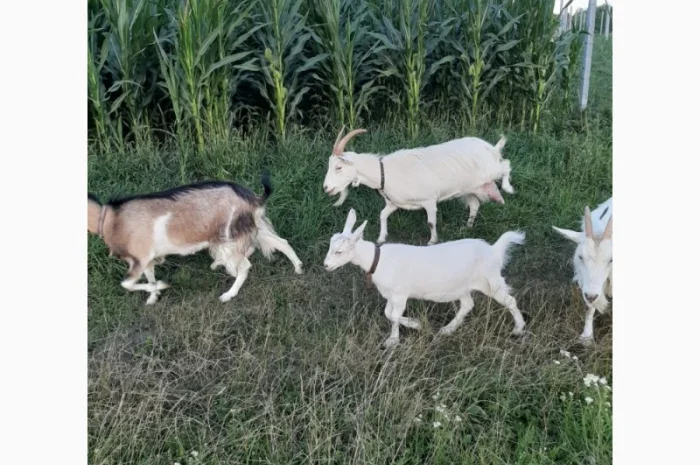 Продам козье молоко, творог, брынзу- фото № 1