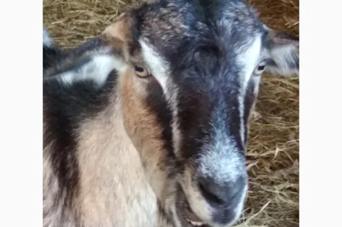 Продам козье молоко- фото № 1