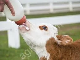 Зцм для телят- фото № 2