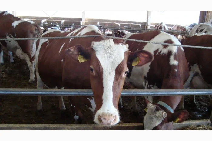 Заменитель цельного молока без сои Литва- фото № 1