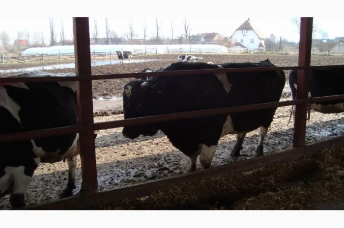 Заменитель цельного молока для телят без сои Литамилк Литва- фото № 1