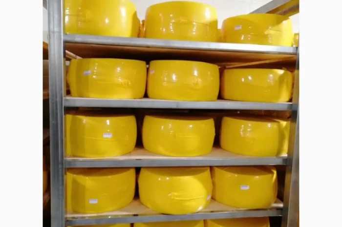 Продам сир твердий Класичний від виробника. 50 % жирностію. Ціна в залежності від кільк- фото № 2