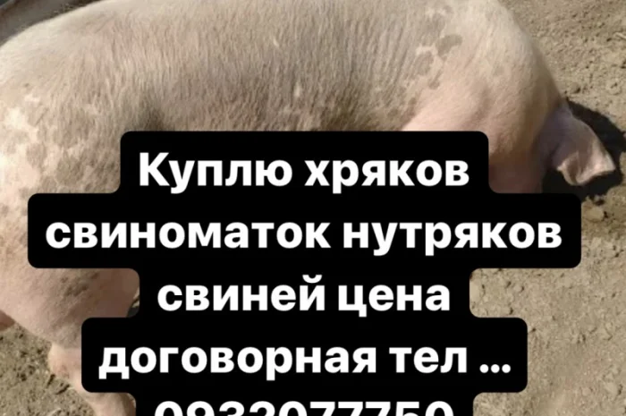 Куплю хряков свиноматок- фото № 1