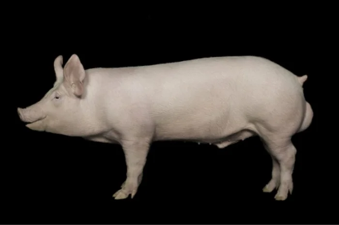 Семя хряков- фото № 1