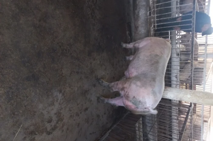 Продам кнура- фото № 1