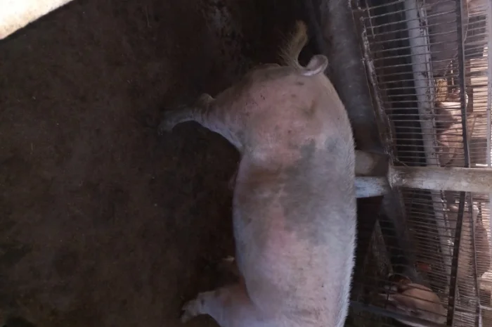 Продам кнура- фото № 2