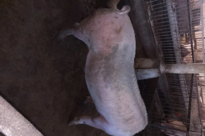 Продам кнура- фото № 3