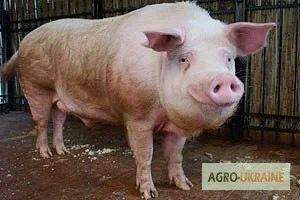 Продается кабан-осеменитель- фото № 1