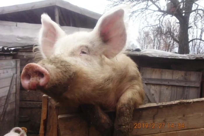 Кабан породистый осеменитель- фото № 1