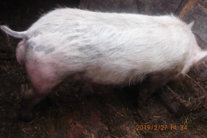 Кабан породистый осеменитель- фото № 2