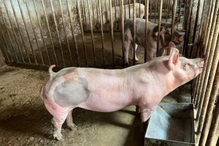 Кнур Дюрок Петрен Макстер- фото № 1