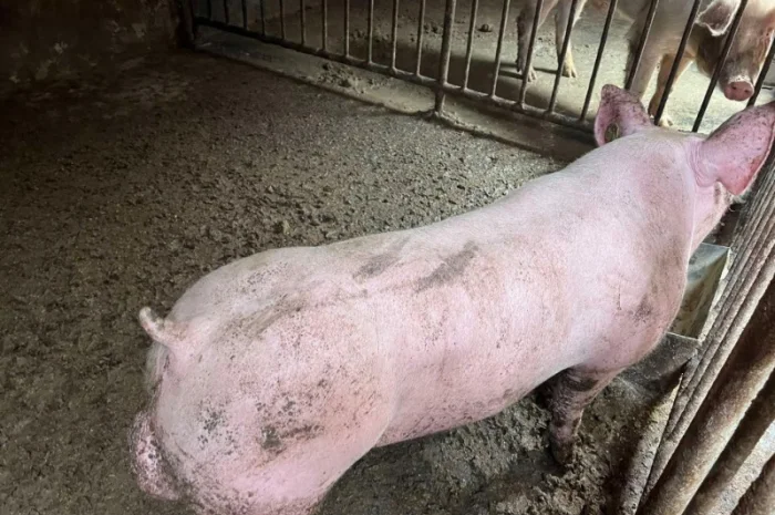 Кнур Дюрок Петрен Макстер- фото № 3