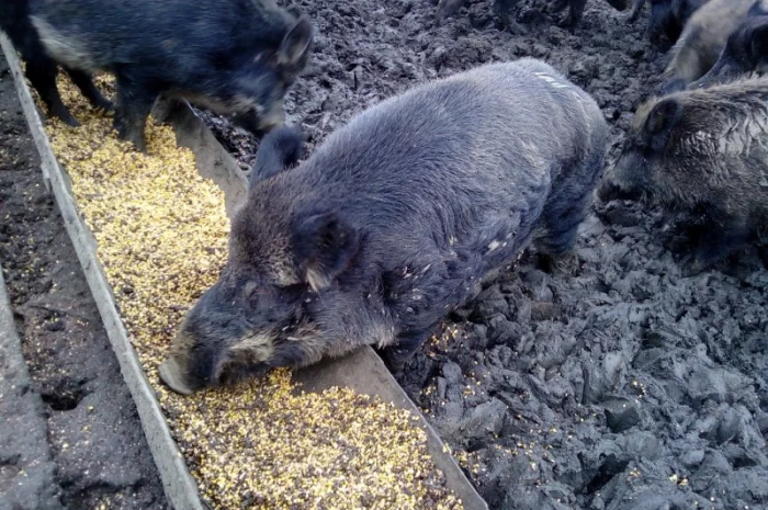 Кабан дикий производитель на племя- фото № 1