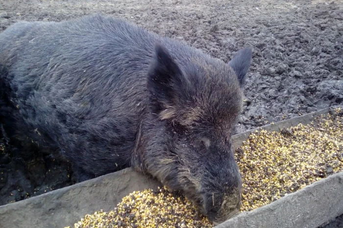 Кабан дикий производитель на племя- фото № 3