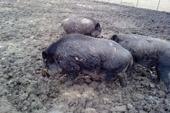 Кабан дикий производитель на племя- фото № 4