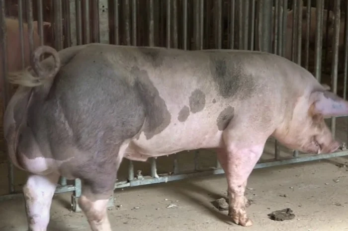 Спермодоза (сперма, семя) кряка кнура мясной породи П'єтрен- фото № 1