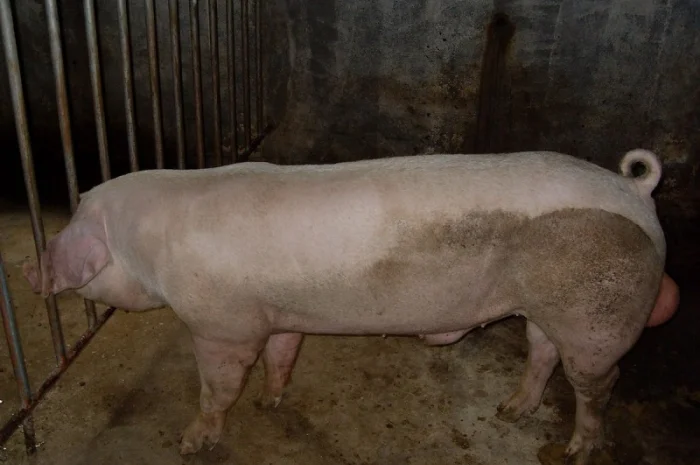 Спермодоза (сперма, семя) кряка кнура породи Ландрас- фото № 2