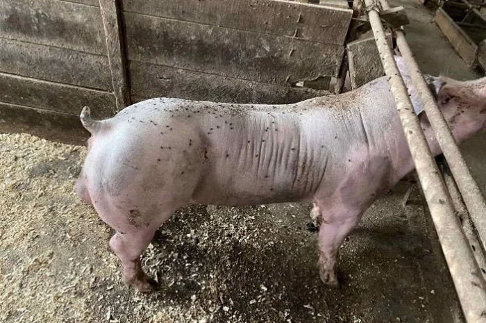 Спермодоза (семья, сперма) хряка кнура мясной породы Кантор- фото № 1