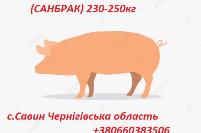 Продажа свиноматок в Чернигове- фото № 1
