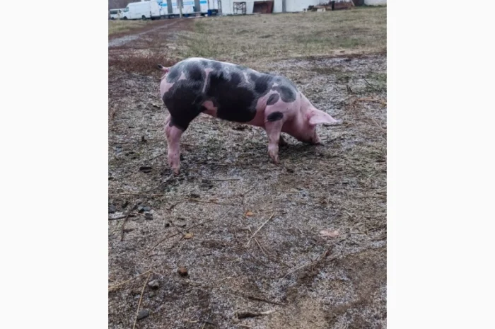 Продам Рем свинок п'єтрен- фото № 1