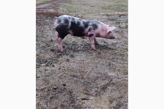 Продам Рем свинок п'єтрен- фото № 3