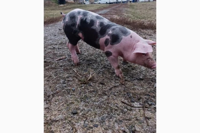 Продам Рем свинок п'єтрен- фото № 4