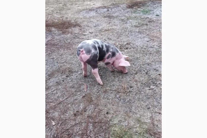 Продам Рем свинок п'єтрен- фото № 5