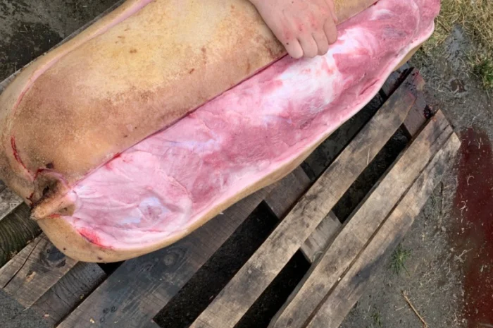 Закупаем Відгодівлю свиноматки выбраковку Санбрак Лежачі і тк дорого- фото № 1