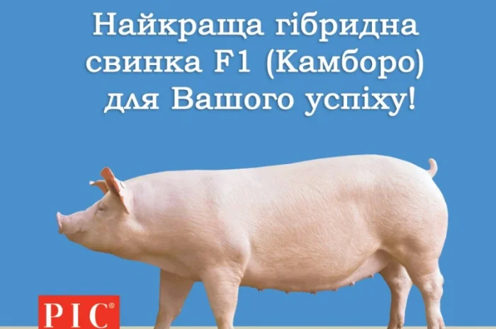 Гібридні батьківські свинки Ф1 Камборо - генетика РІС- фото № 1
